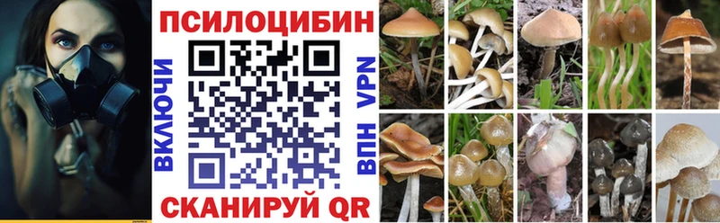 где можно купить   Касимов  Псилоцибиновые грибы GOLDEN TEACHER 